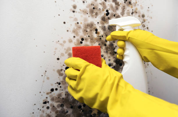 Best Post-Flood Mold Remediation in Greenville, MS